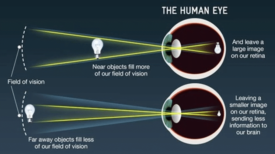 the human eye