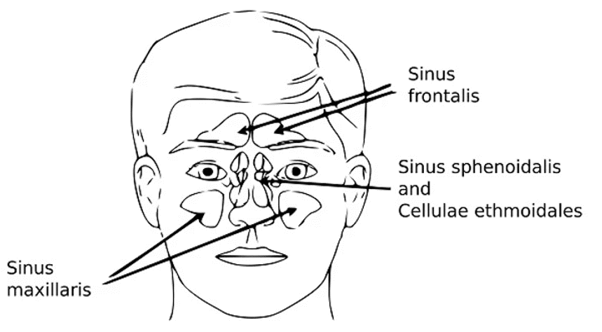 diagram of the area around the eyes