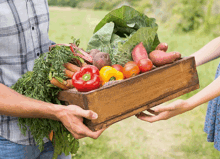 Healthy Diet Prevent Cataracts