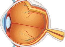 White Pupils Diagram