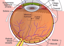 Eyes Moving On Their Own