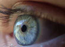 The Optometrists Explanation On Eyelids