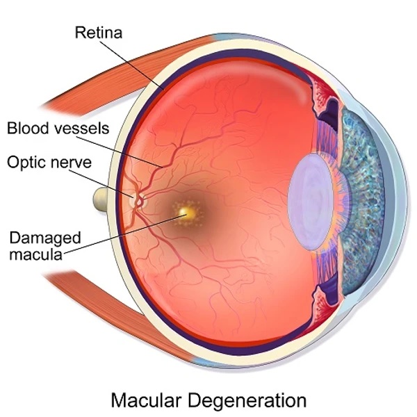 Diagram of eye