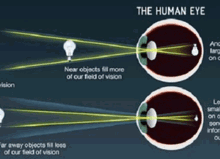 The Human Eye