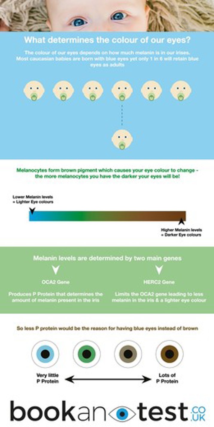 baby eye colour infographic